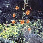 Lilium columbianum 花
