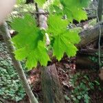 Acer saccharumLeaf