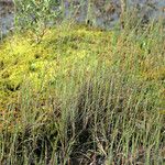 Carex limosa Habitus