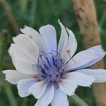 Cichorium endivia Λουλούδι