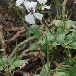 Pelargonium echinatum Yeri