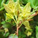 Rhododendron triflorum Flower