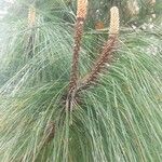 Pinus devoniana Floare