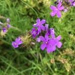 Verbena canadensis പുഷ്പം