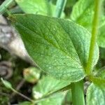 Stellaria nemorum Fuelha