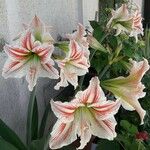 Hippeastrum reginaeKvět