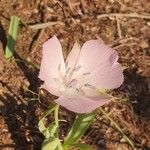 Calochortus uniflorus Fleur