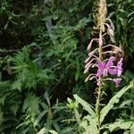 Epilobium angustifoliumFloro