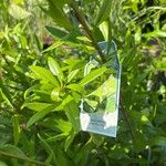 Myrica californica Hostoa