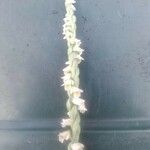 Spiranthes spiralisFlower