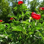 Paeonia peregrina Συνήθη χαρακτηριστικά