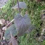 Teucrium scorodonia Blatt