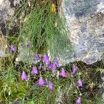 Campanula carnica Flower