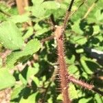 Rubus phoenicolasius Écorce