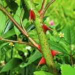 Rosa setigera Bark