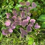 Thalictrum dioicum Folio