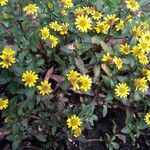 Sanvitalia procumbens Fula