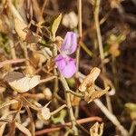 Dicliptera napierae Flor