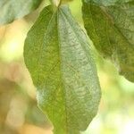 Dombeya punctata Leaf
