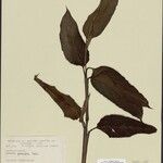 Ischnosiphon puberulus Hoja