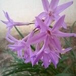 Tulbaghia violaceaŽiedas