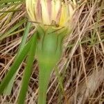 Urospermum dalechampii Fleur