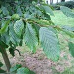 Carpinus orientalis Blad