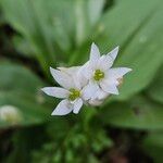 Allium ursinum Žiedas