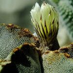 Astrophytum myriostigma Kvet