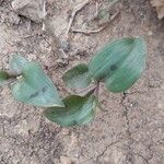 Tinantia pringlei Leaf