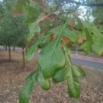 Quercus stellata Leaf