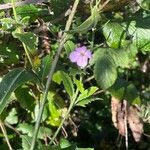 Hesperis matronalis Leaf