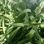 Iris × germanica Leaf