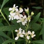 Verbesina virginica Flor