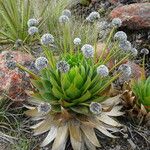 Paepalanthus alpinus Habit