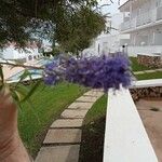 Vitex agnus-castus Flower