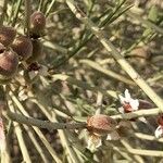 Prunus scoparia Fruto