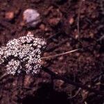 Lomatium nevadense عادت