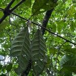 Chrysochlamys nicaraguensis Leaf