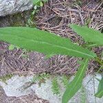 Prenanthes purpurea Leaf