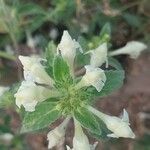 Galeopsis segetum Flower