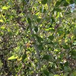 Ceanothus leucodermis Hábito