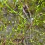 Juncus bufonius 葉