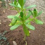 Sedum dendroideum Leaf