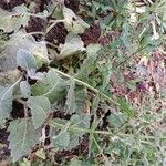 Salvia argentea Habit
