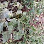 Salvia argentea Costuma