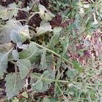 Salvia argentea Агульны выгляд