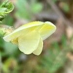 Vicia hybrida Λουλούδι
