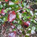 Vaccinium arboreum Yaprak