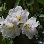 Rhododendron adenogynum Flower